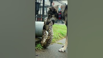 “Dog vs Giant Python 😱 Unbelievable Fight Caught on Camera!” #usaanimals  #shortsfeed  #animalattack