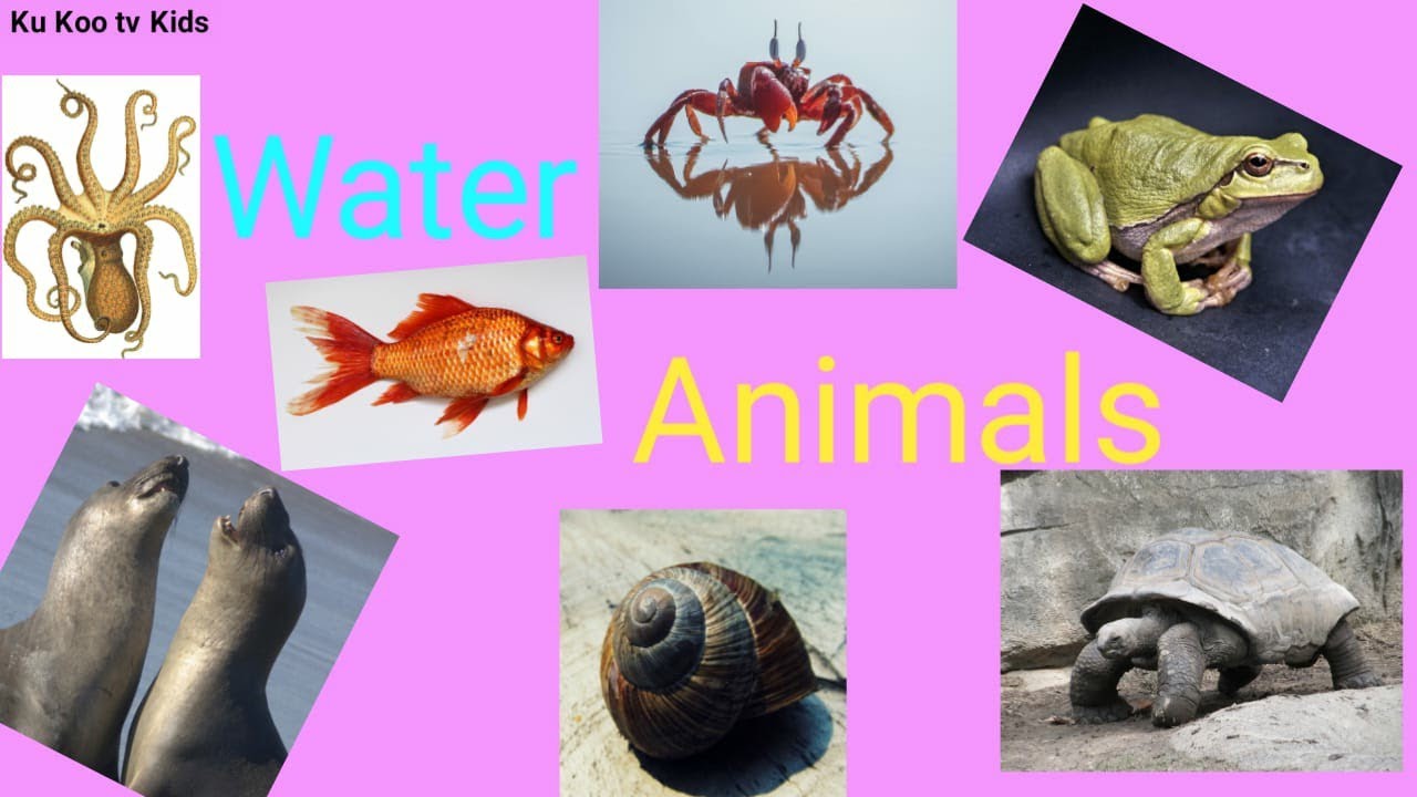 Water Animals Water Animals in English Aquatic Animals I Water Animals Name I Ku Koo tv Kids
