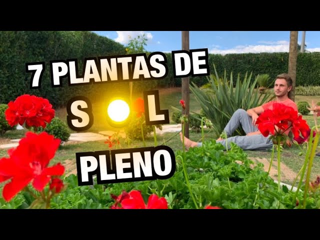 7 PLANTAS DE SOL PLENO - opções para VASO ou JARDIM - thptnganamst.edu.vn