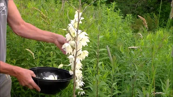 Yucca Blossom Omelet