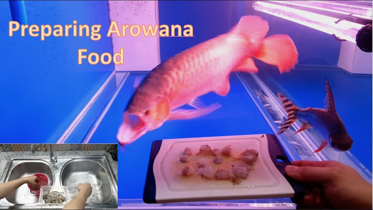 Preparing Arowana Food YouTube