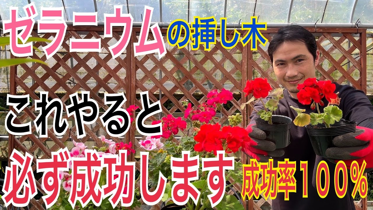 【ゼラニウム】挿木後の管理方法を実践で解説します！挿し木から植え替えまですべての流れがわかります！【園芸】【ガーデニング】