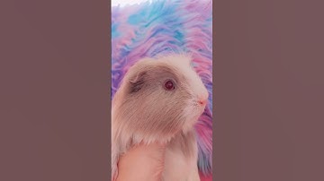 Thumbnail of 🐹 Guinea pig SONG 3