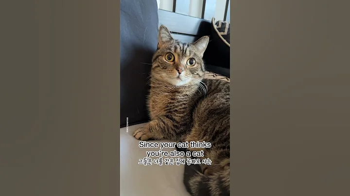 Why are cats affectionate in the morning? #shorts - DayDayNews