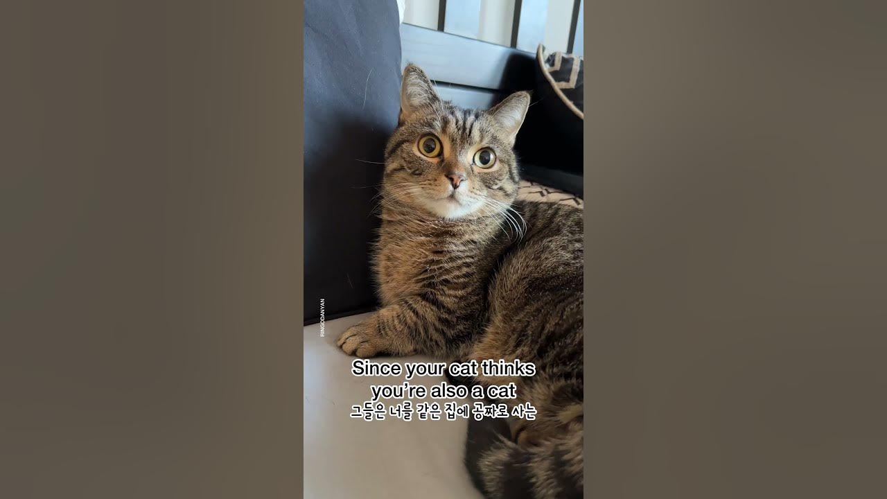 why-are-cats-affectionate-in-the-morning-shorts-youtube