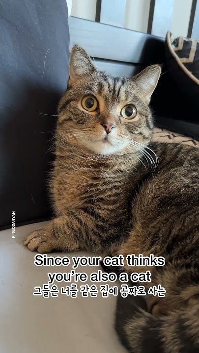 why-are-cats-affectionate-in-the-morning-shorts-youtube