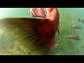 Best of Alaska ~ Snorkeling with Salmon!