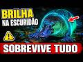 Ornitorrinco: Por Que Esse Animal Desafia A Ciência