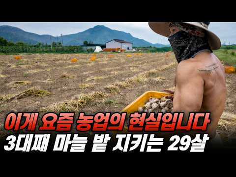 "주변 농가들이 다 떠나고 있습니다..", 3대째 마늘밭을 지키는 29살 청년농부의 하루 thumbnail