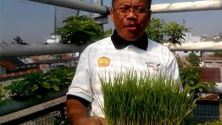 Download Lagu Wheatgrass (Rumput Gandum) Hidroponik Organik HBJC 25 Oktober 2018 MP3