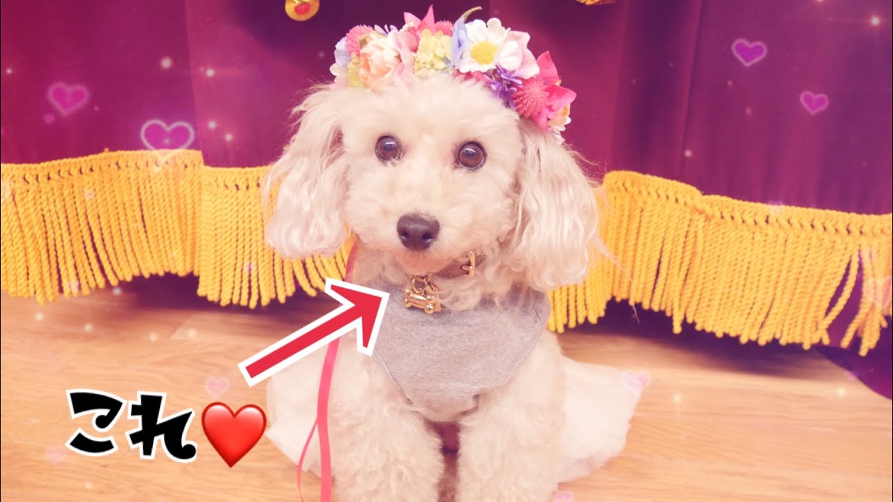 ★るうたん品★チャーム☆ビーズマスコット☆トイプー☆ヨーキー☆マルチーズ他 m000048737_2.jpg