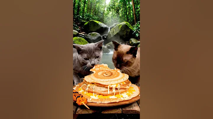 Video 11611121: russian blue burmese cats, blue cat eating