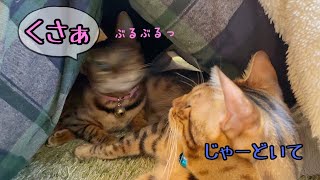 足コタツに猫集合！臭いならどこうよ？リンちゃん