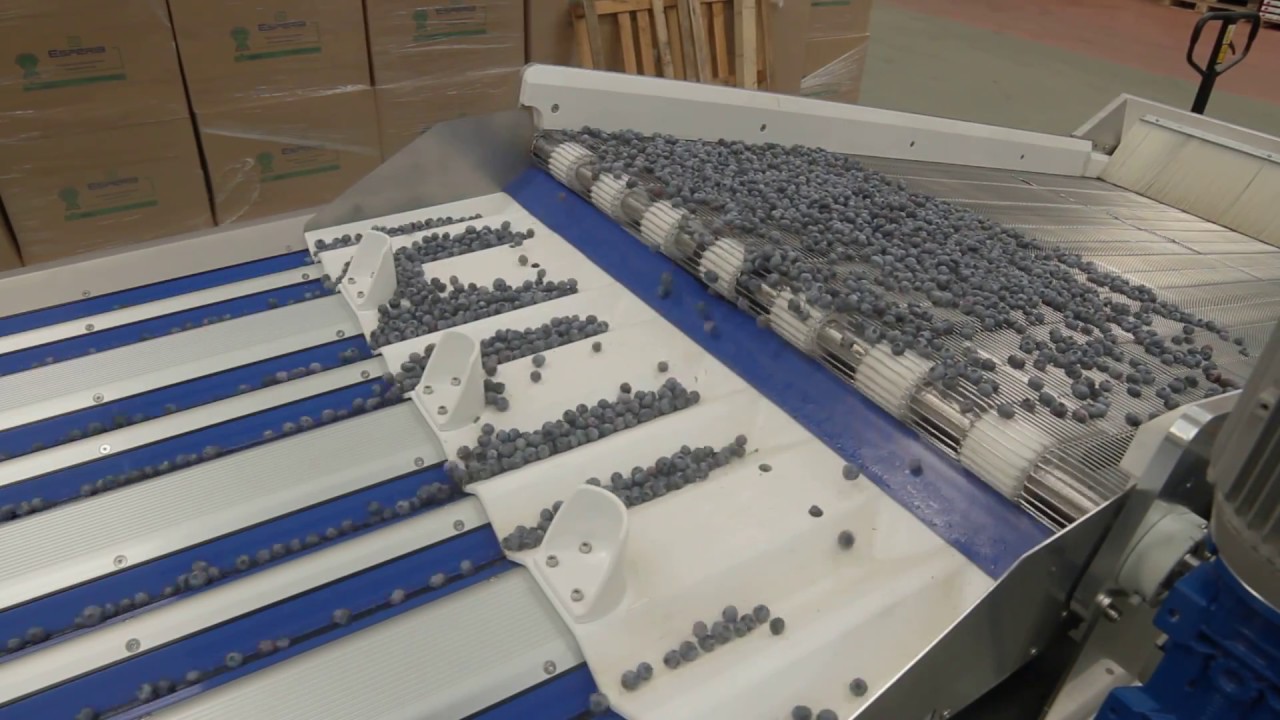 Calibradora de arándanos - Elifab -