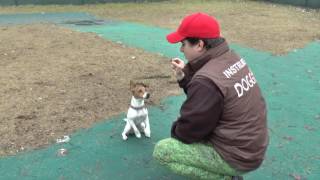 Juraj Ferko, DOGGIE.sk  Rýchlokurz geniality Ako psa naučiť základné povely, Dennik N 4.3.2017