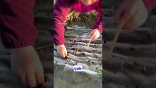 Sülünaz Canlısınü Duymuşmuydunuz?