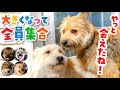 奇跡!離れ離れになった6匹兄弟が大きくなって再集合!