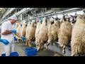 مسلخ الأغنام في الصين ت ربى ملايين الأغنام وت عالج في المصانع بهذه الطريقة 