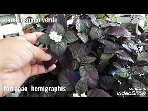 Vídeo: O que é erva roxa - dicas para cultivar erva roxa em jardins