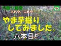 やま芋（自然薯）掘り。八本目‼