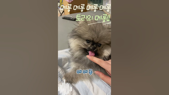 토리의메롱메롱 #포메 #강아지 #애견영상 #반려견 #파티포메 #강아지브이로그 #회색강아지 #dogshorts #dog  #puppy  #puppydog