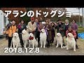 アランのドッグショー 2018年12月8日　Greatpyrenees グレートピレニーズ