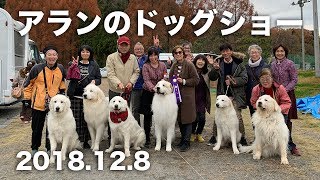 アランのドッグショー 2018年12月8日　Greatpyrenees グレートピレニーズ