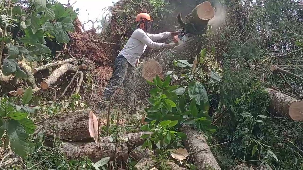 cortando madeira com motosserra Stihl MS 361
