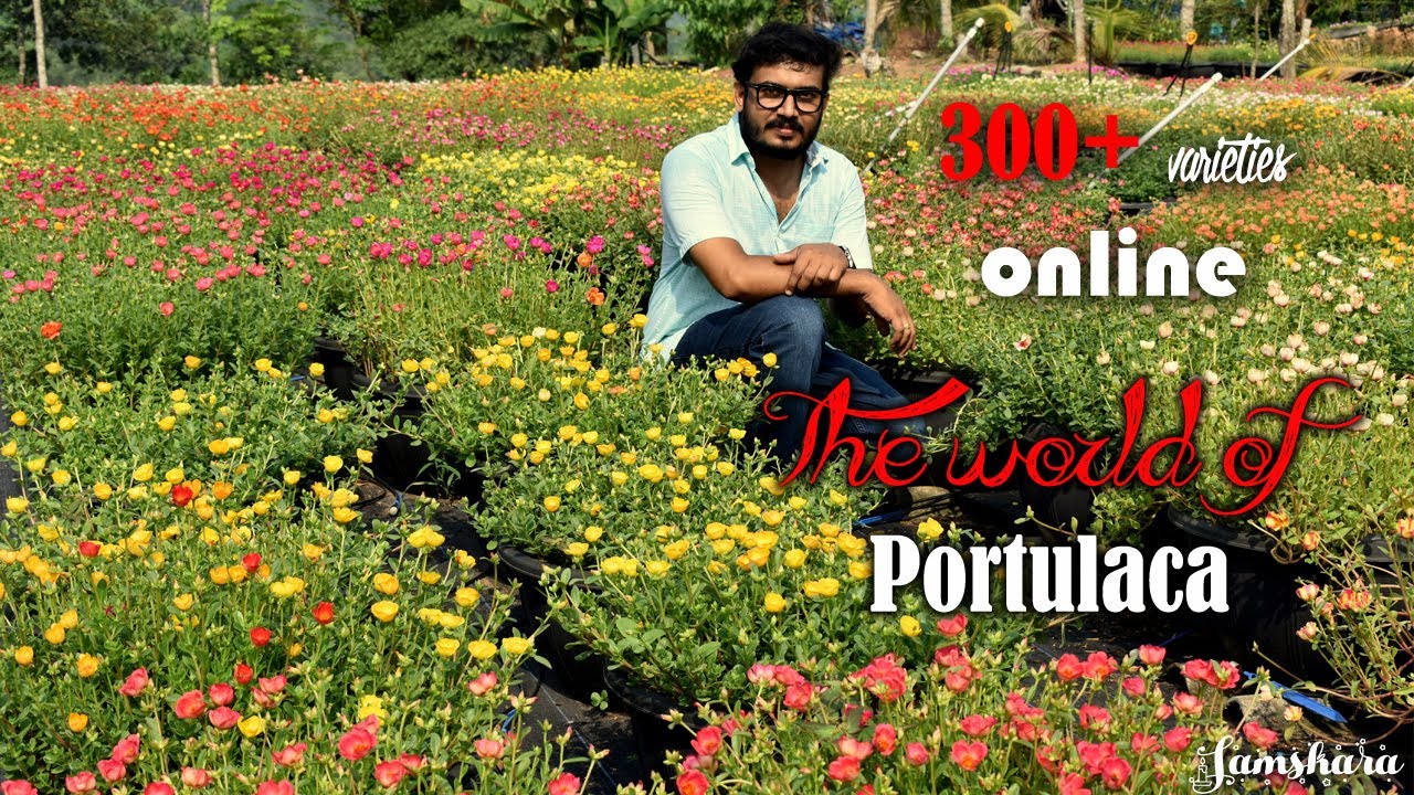 300 Variety Portulaca | Portulaca Plants online | പത്തുമണി തോട്ടം | Home Gardening Ideas | Samskara