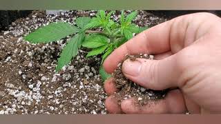 Day 23 - AutoFlower - 2x2 Cannabis Grow Tent