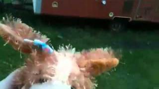 Webkinz Stunt FAIL!