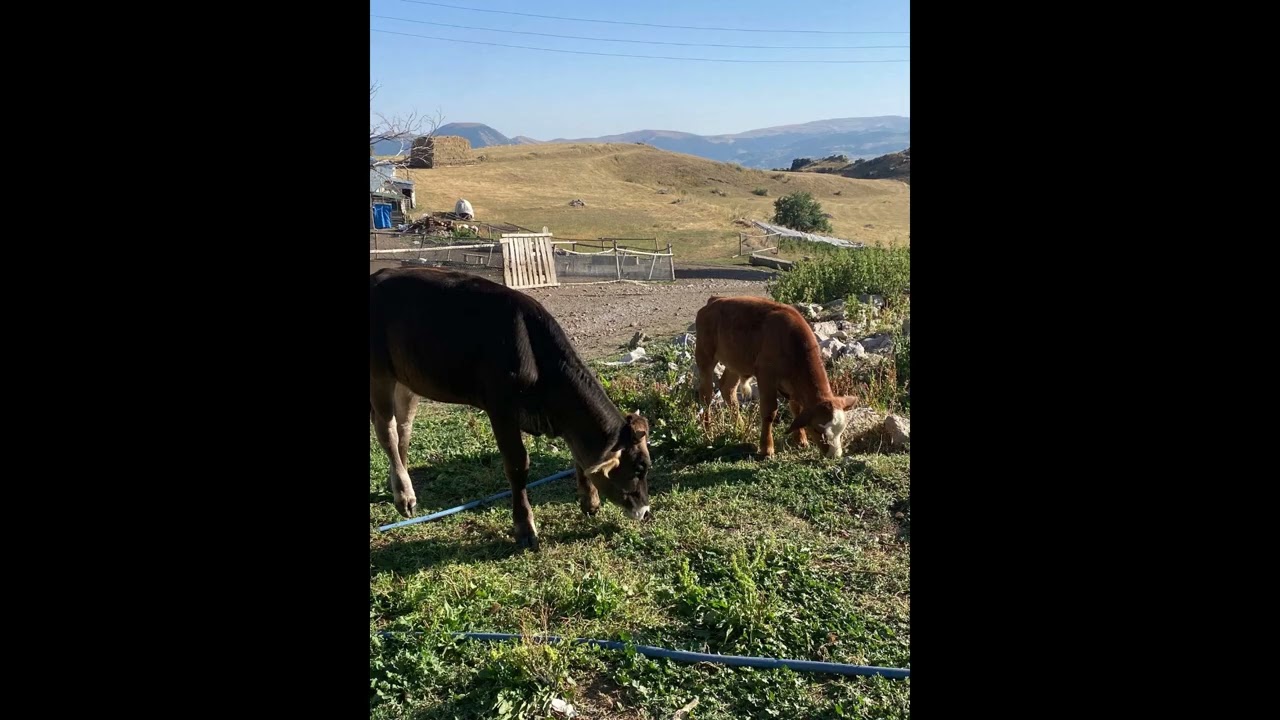 Hozan Aydın Uzun Hava Kürtçe Şarkılar 1 Saat