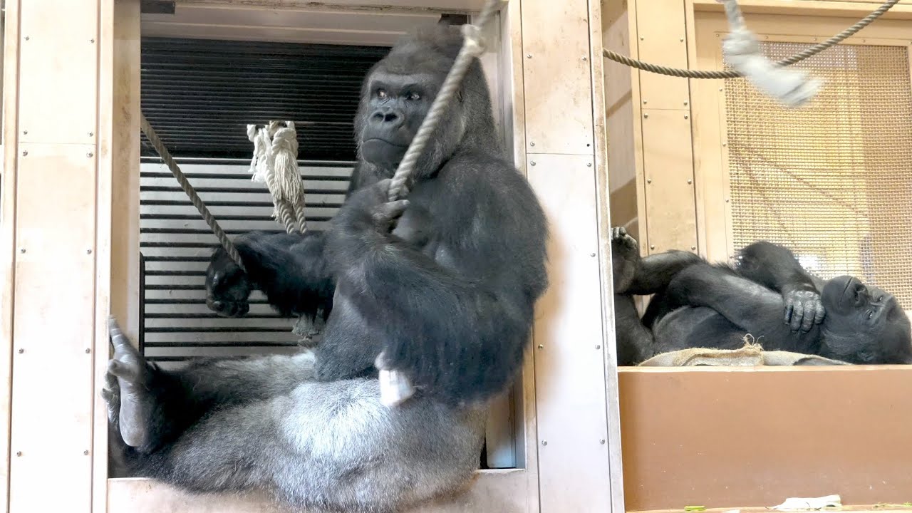 Шабани настороженно смотрит на Киёмасу, издающего громкие звуки вдалеке｜ Горилла