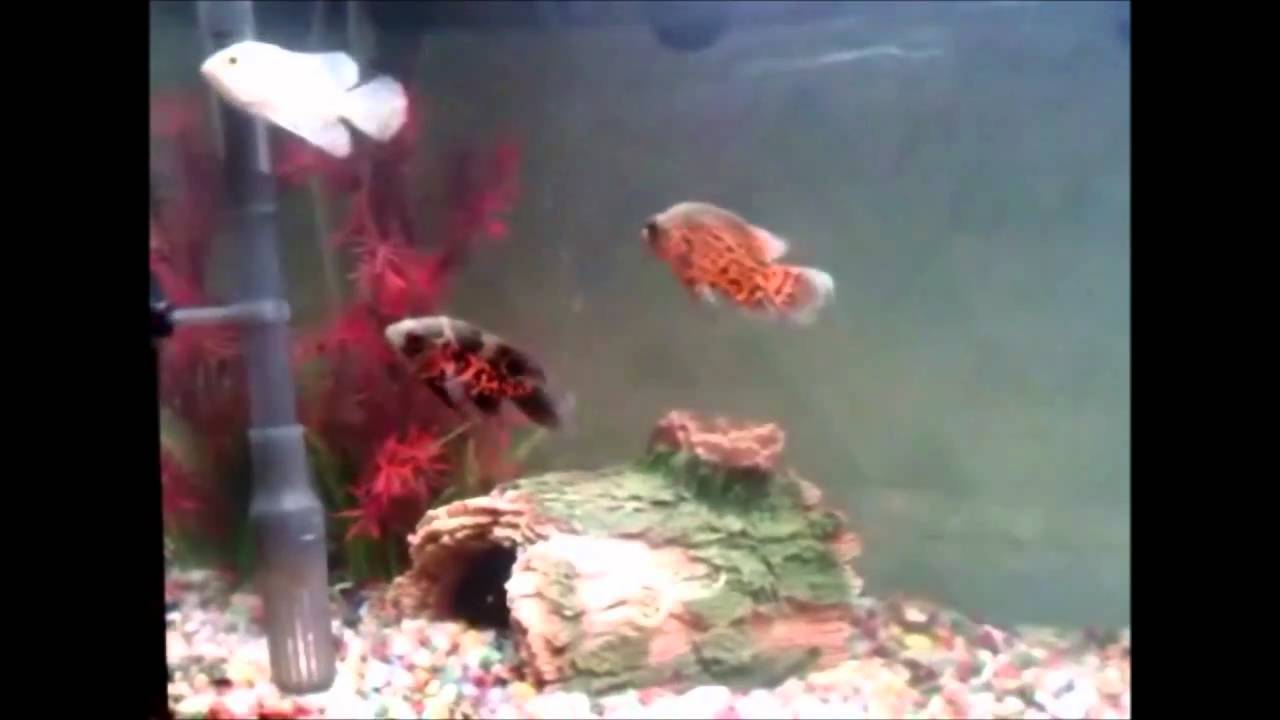 Oscar fish aquarium Astronotus Ocellatus - YouTube Oscar fish aquarium Astronotus Ocellatus - YouTube
