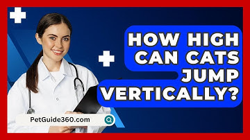 How High Can Cats Jump Vertically? - PetGuide360.com