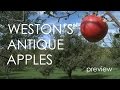 Wisconsin Foodie - Weston Antique Apple Orchard - Preview