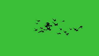 Flying Birds Green Screen L Group Of Birds Flying