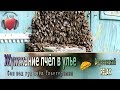 ЖУЖЖАНИЕ пчёл в улье ✿ 1 час ✿ Dеревенsкий RELAX