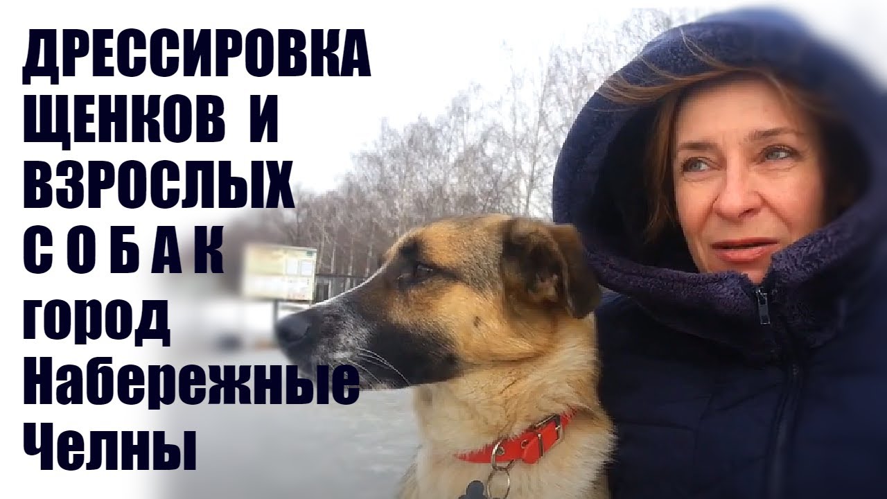 Где Купить Собаку В Набережных Челнах