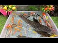 Unboxing Ikan Cupang Hias, Ikan Koki, ikan Lele, Udang, Ikan koi, Ikan Hias, Glofish, Ikan Guppy
