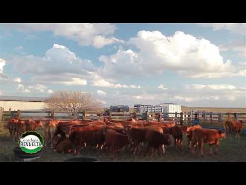 GANADERÍA REVUELTA - Ganado Limousin