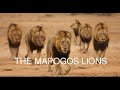 The Mapogo Lions - Rise and fall of the most famous lion coalition | Lions of Sabi sand