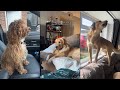 My dog doesnt want to be a dog anymore  funniest dogs