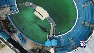 Miami Seaquarium meets to discuss orca known as Lolita