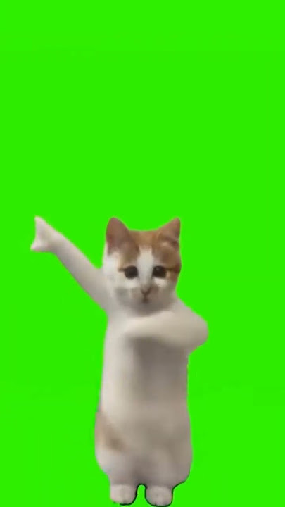 kucing joget terbayang bayang kamu | viral Tik tok