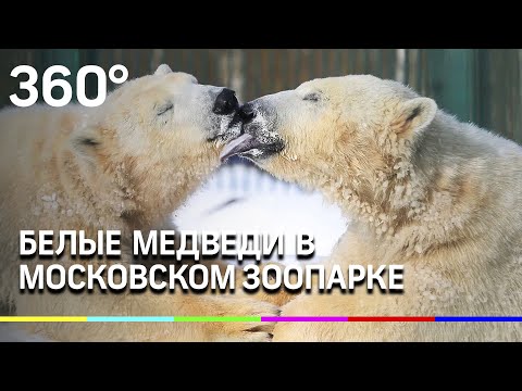 Белые медведи в Московском зоопарке - это любовь