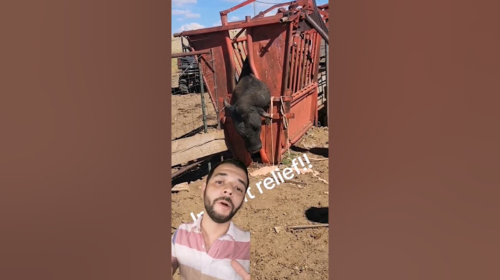 Absceso 🐂 #agro #campo #rancho #ganado #ganaderia #agricultura #zootecnia #elpecuario
