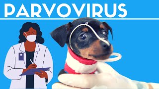 PARVOVIRUS CANINO    SÍNTOMAS Y PREVENCIÓN