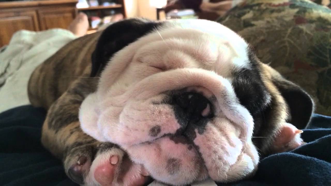 Reuben the Bulldog/Sleeping Locomotive pets bd