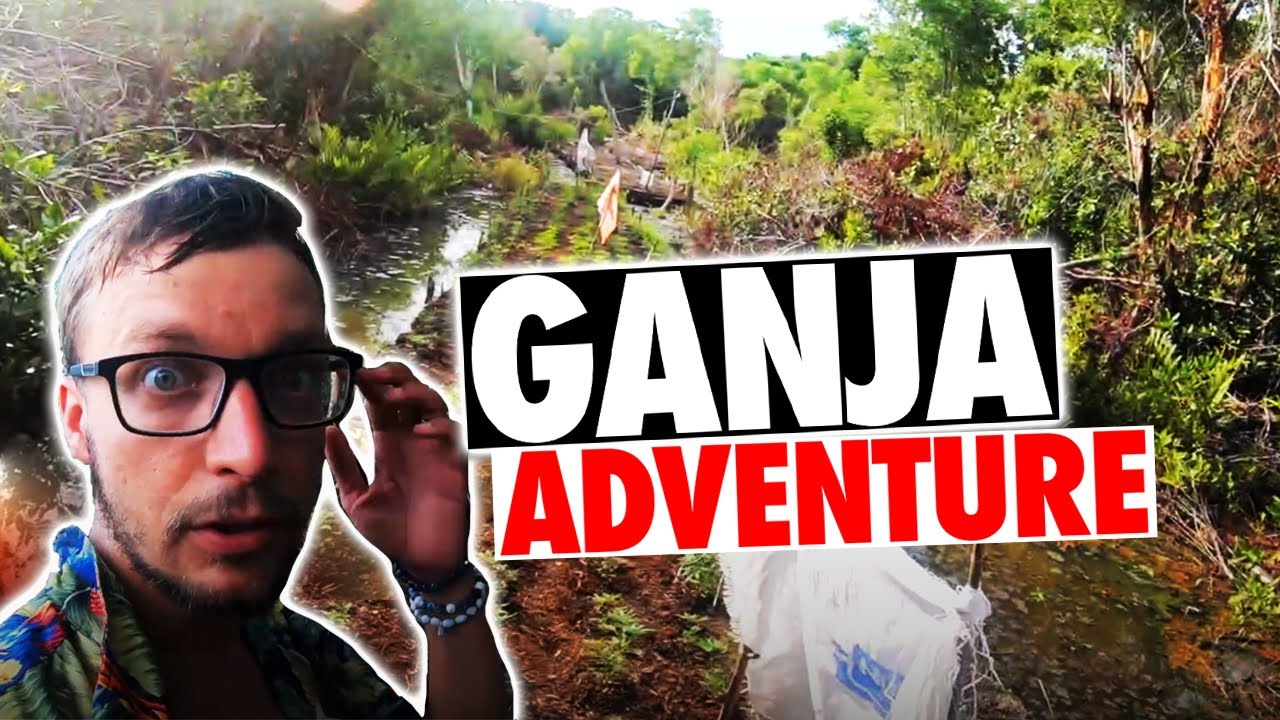 Ganja Field Adventure!